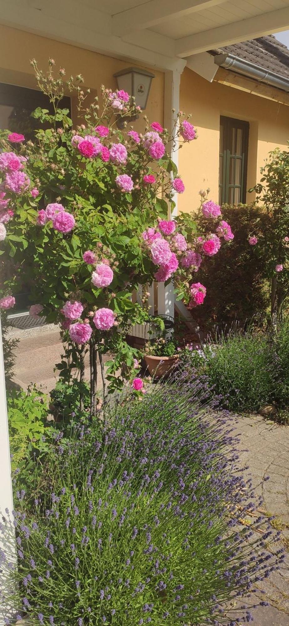 Wirtshaus Neuenkirchen Hotel Neuenkirchen auf Rugen Luaran gambar